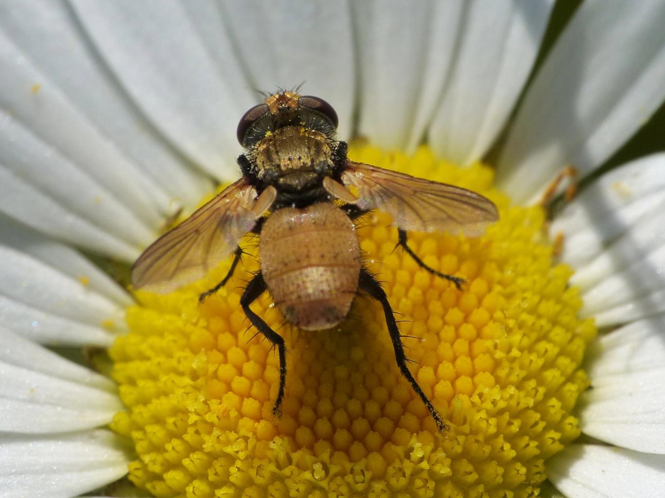 Tachinidae dorato: Eliozeta helluo